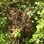 Third swarm of the spring